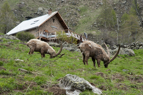 Bouquetins devant la terrasse du refuge du Tourond